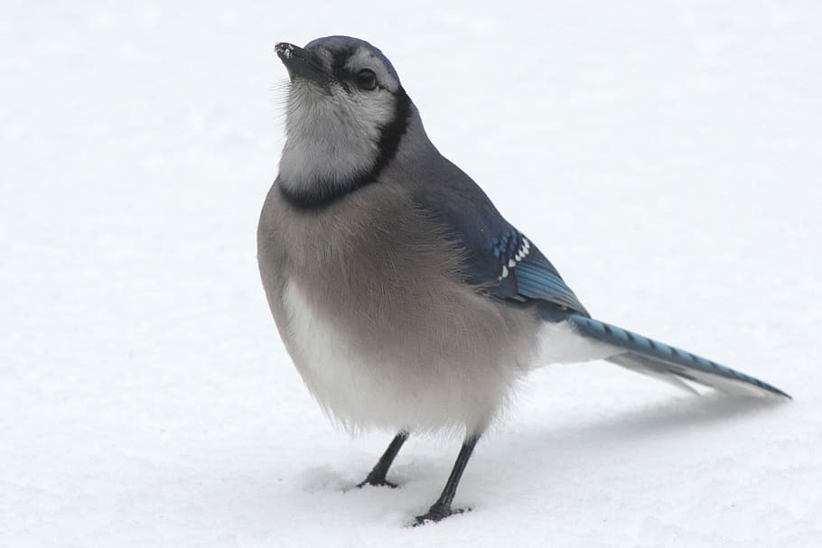 Bluejay, Blue Jay, Blue Bird, Bird, Bird, nature, wildlife HD wallpaper
