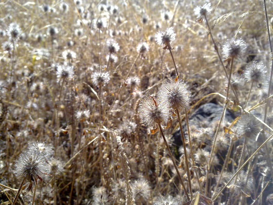 dry, grass, weeds, field, summer, seed, autumn, yellow, sunlight HD wallpaper