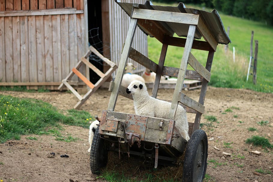 close-up photography of white goat riding on two wheeled utility cart, white sheep in wagon near shed HD wallpaper