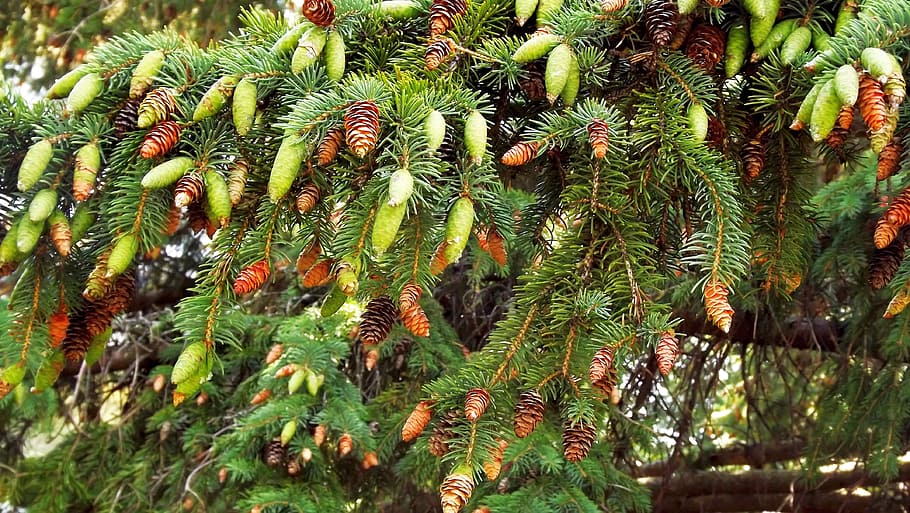 vegetation, tree, needle, cones, nature, twigs, closeup, plant HD wallpaper
