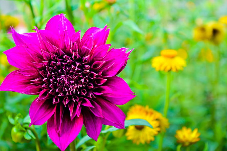 flower, garden, nature, green, spring, summer, grass, flower garden HD wallpaper