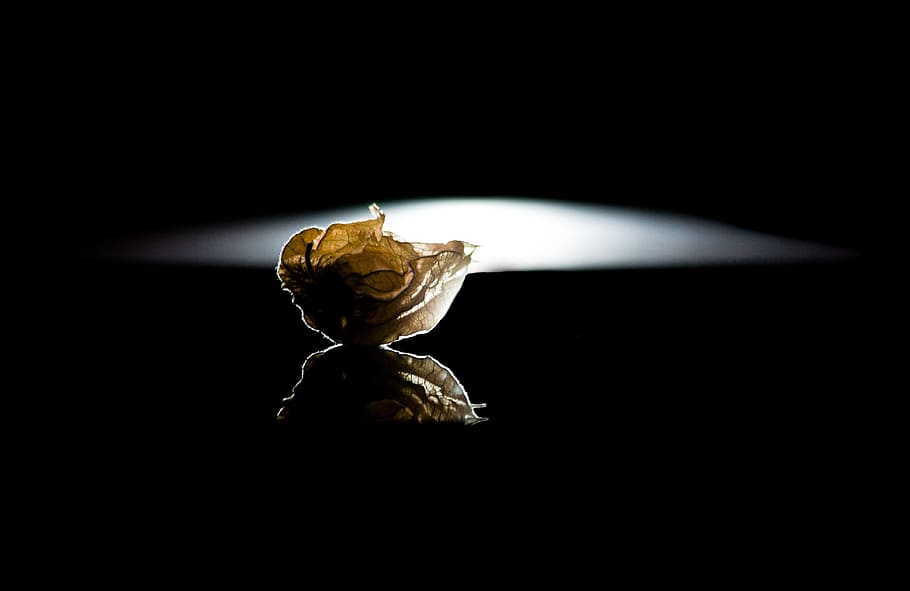 physalis, gold berry, fruit, back light, decoration, secret HD wallpaper