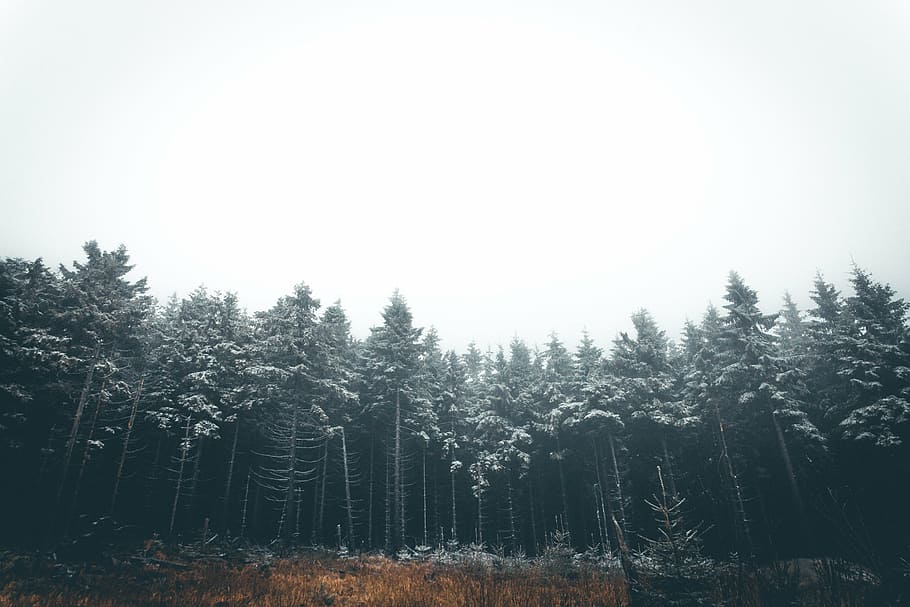 green trees, plants, nature, forest, foggy, landscape, outdoors HD wallpaper