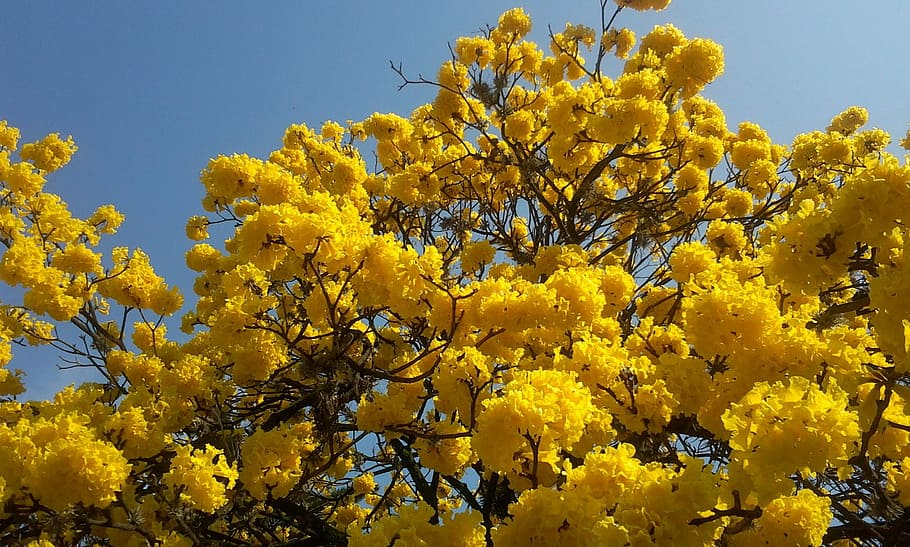 Florido, Lapacho, Yellow, Spring, arbol florido, lapacho yellow, HD wallpaper