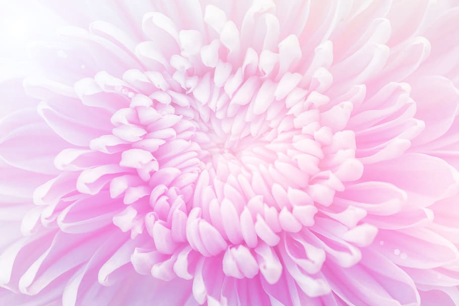 nature, petals, blur, flower, bloom, blooming, blossom, botanical HD wallpaper