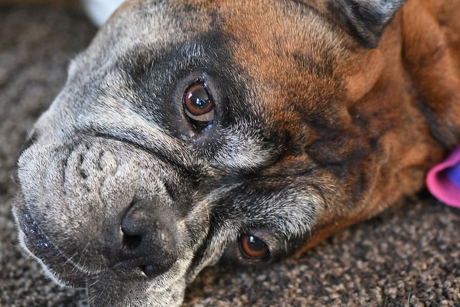 winston, dog, closeup, one animal, mammal, animal themes, canine HD wallpaper