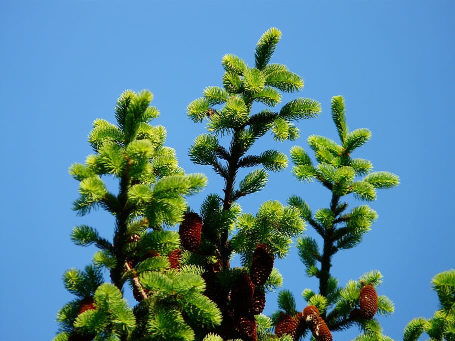 Pine Cones, Tap, Tree, Conifer, common spruce, picea abies