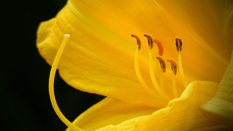 keltalilja, lilium monadelphum, yellow flower, summer, courage, HD wallpaper