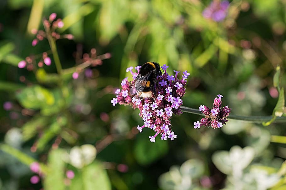 hummel, botany, landscape, flower, macro, insect, summer, flowering plant HD wallpaper