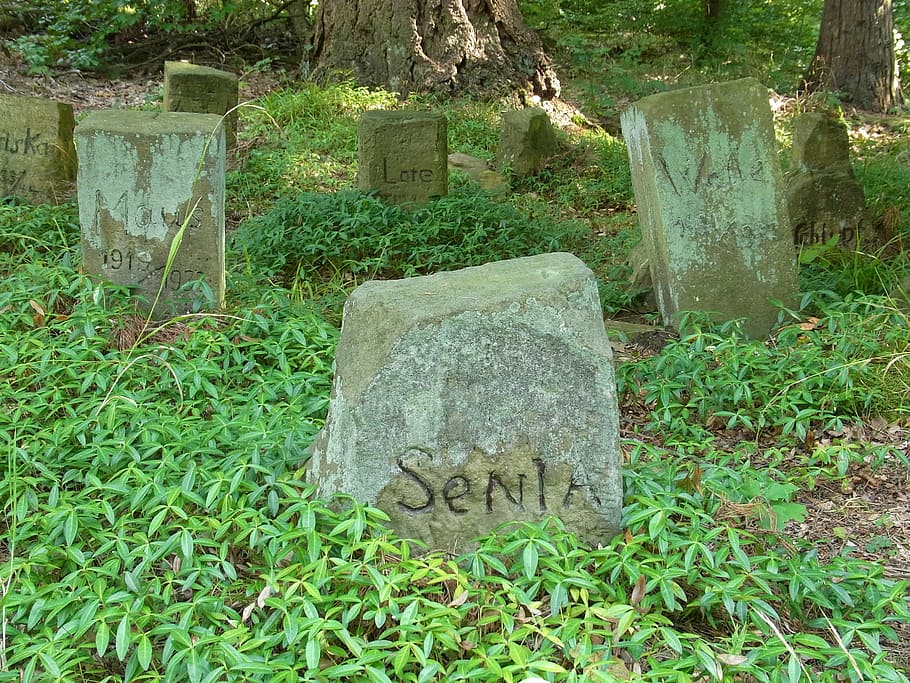 Dogs, Animals, Grave, Graves, Rest, forest, grave stones, woodland cemetery HD wallpaper