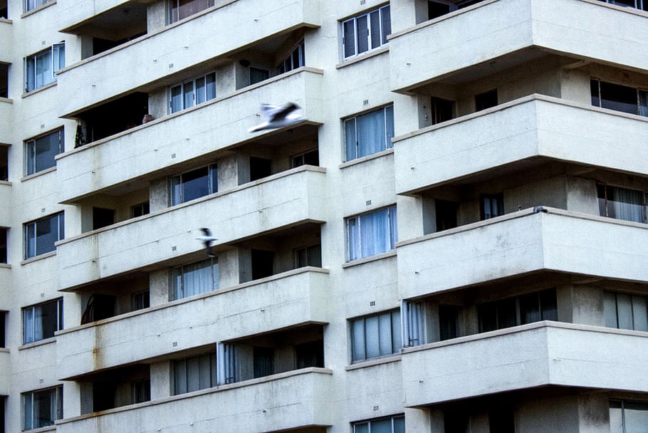 photo of white and blue bird taking flight near concrete building during daytime, gray concrete building at daytime HD wallpaper