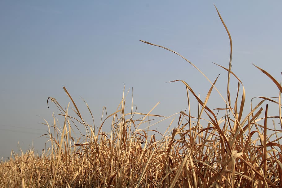 winter, hay, blue sky, plant, growth, nature, no people, day HD wallpaper