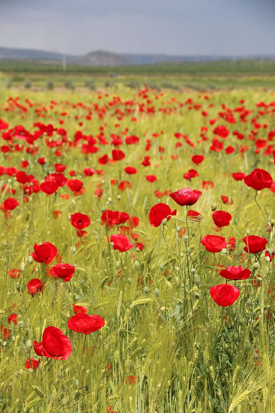 HD wallpaper: Papaver Rhoeas, Flower, Plant, Nature, flowers, green ...