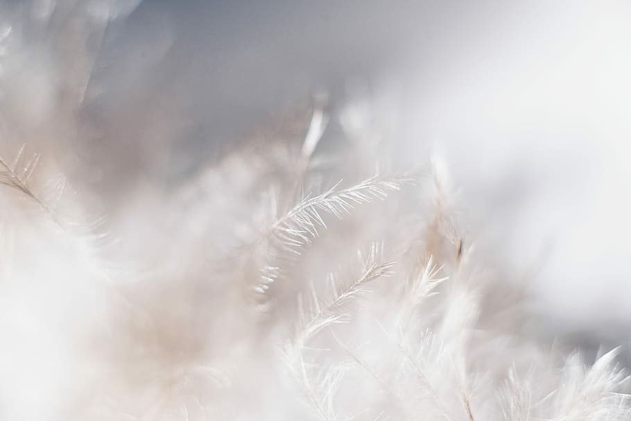 closeup photo of white leaves, white plants, cloud, feathers HD wallpaper