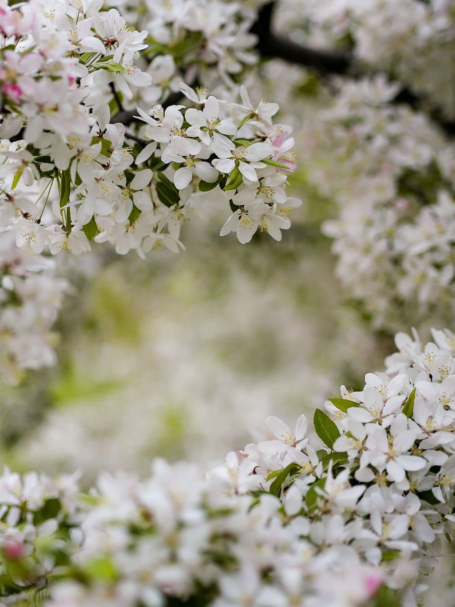 white petaled flowering plants, closeup photo of white petaled flowers HD wallpaper