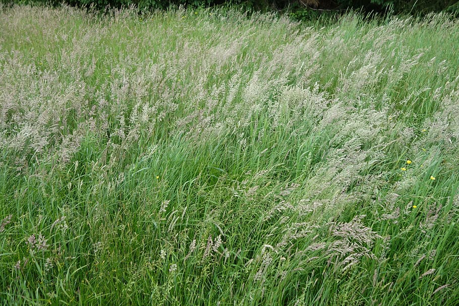 grass, wind, summer, plant, growth, field, green color, land HD wallpaper