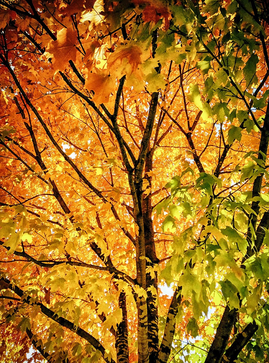 fall, leaf, tree, maple, autumn, light, nature, leaves, october HD wallpaper