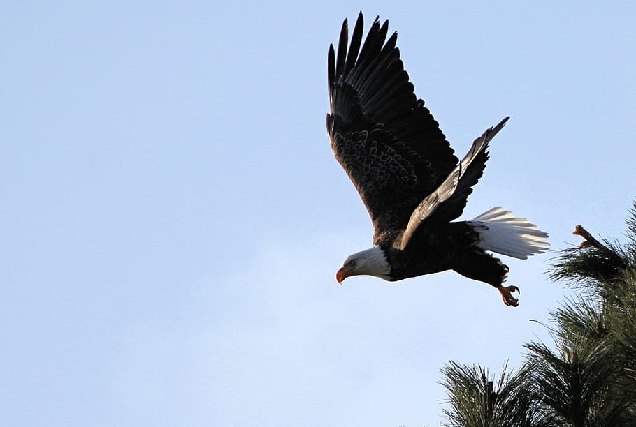 white and black America eagle, bald, flying, raptor, bird, nature HD wallpaper