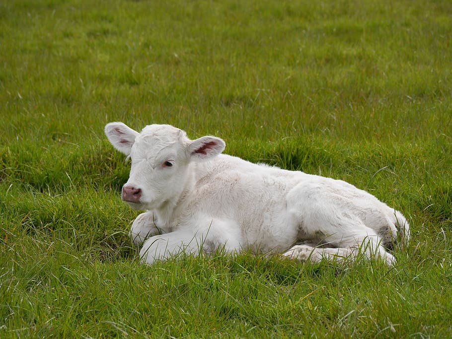 Wallpaper background, cow, calf images for desktop, section животные -  download