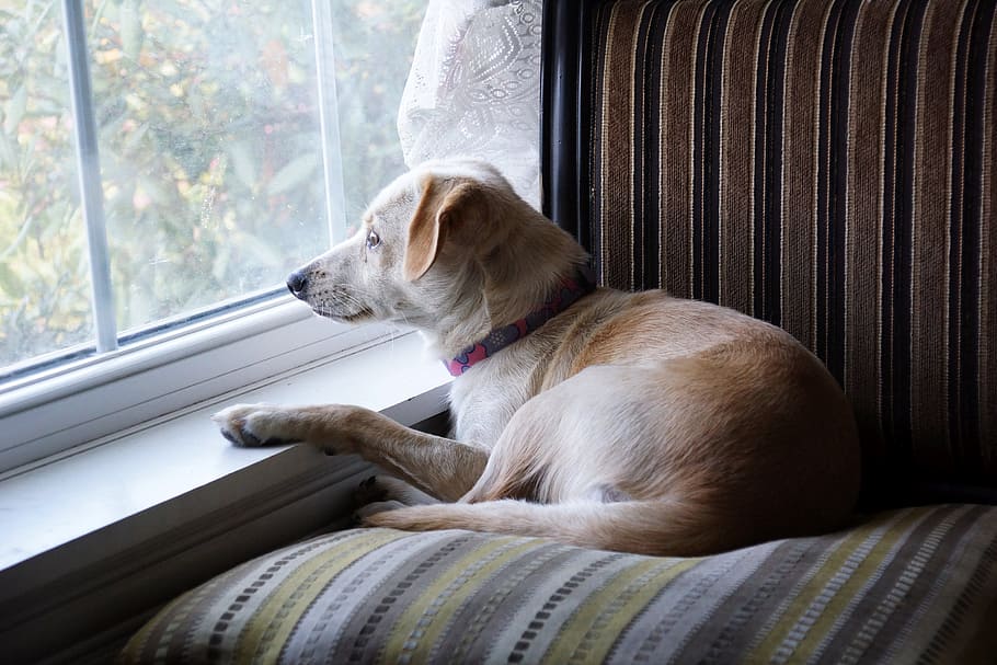 puppy dog, chair, window, lying, looking, one animal, domestic, HD wallpaper