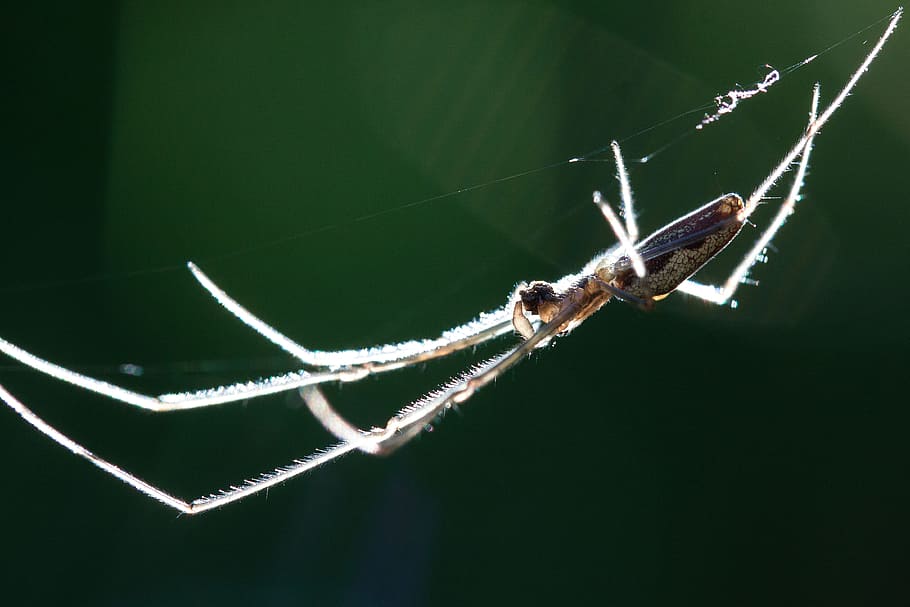 Strecker Spider, Tetragnatha Extensa, web spider, araneae, arachnids HD wallpaper