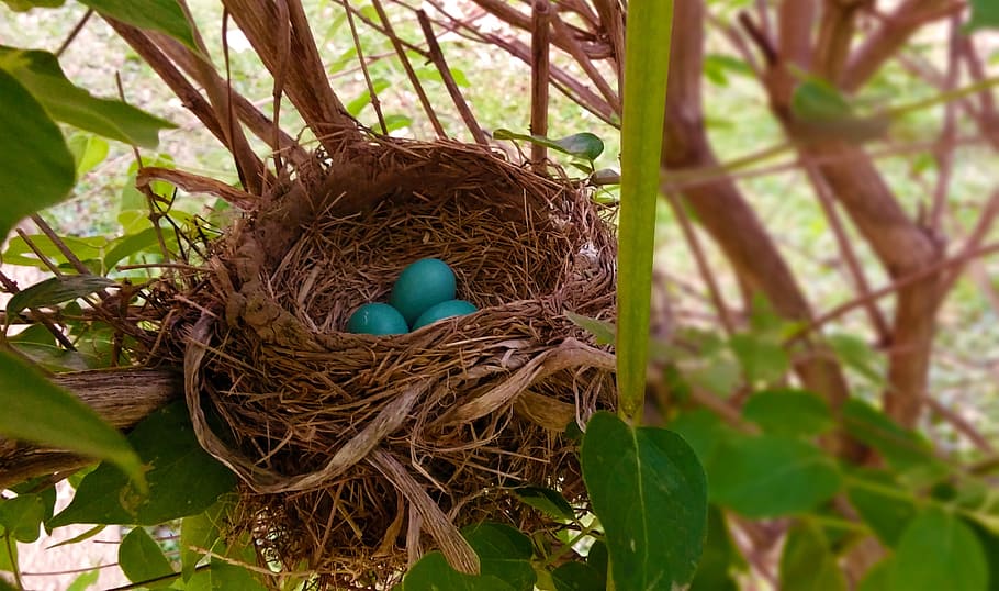 selective focus photograph of green egg in bird nest, blue, eggs