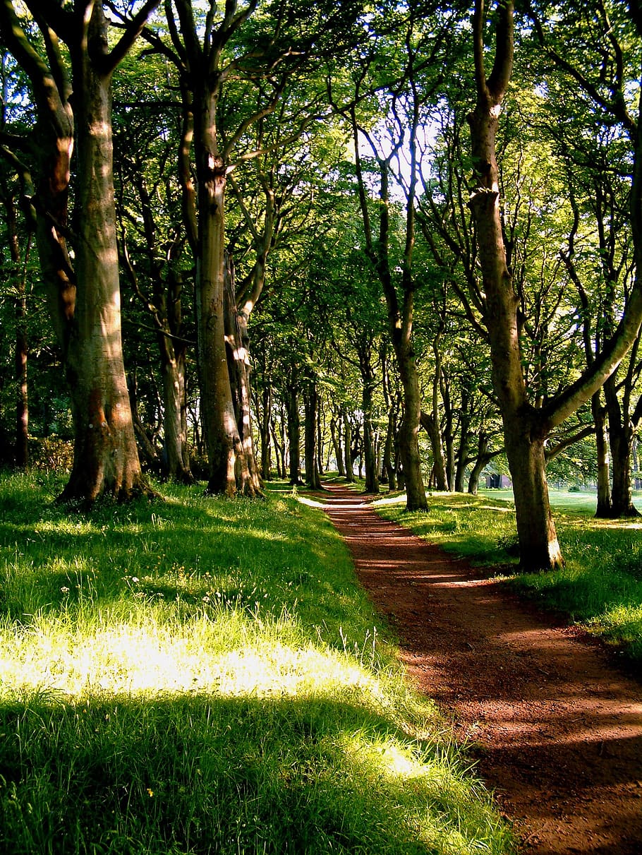 trees, red, path, park, forest, footpath, walk, summer, plant HD wallpaper