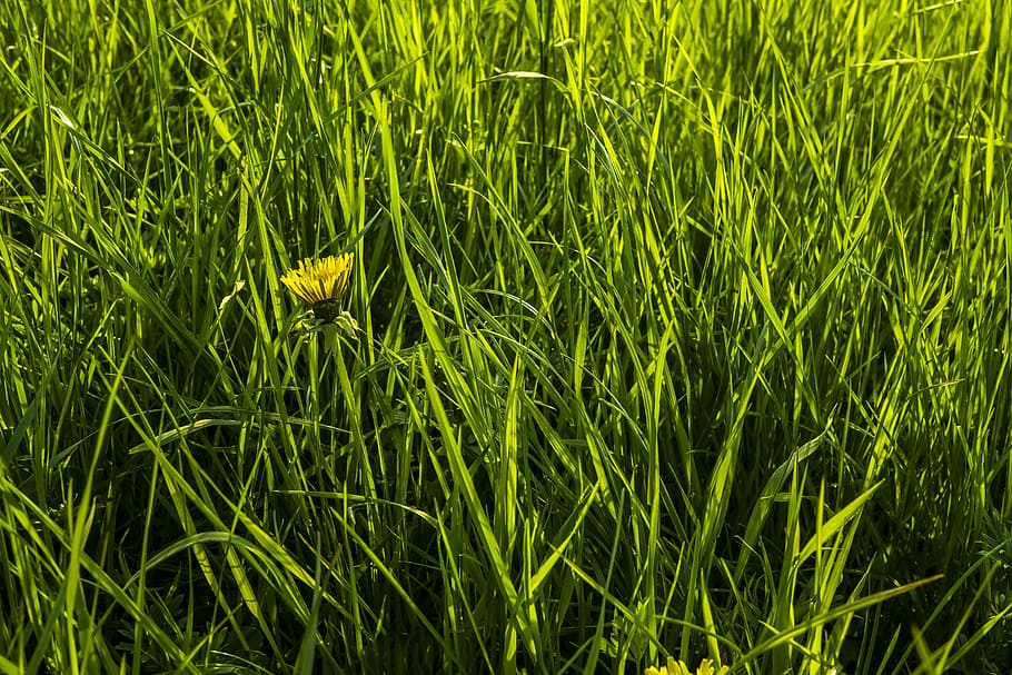 Dandelion, Grass, Meadow, Nature, Green, spring, pointed flower HD wallpaper