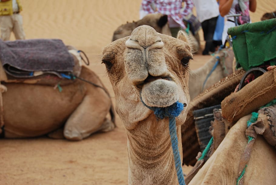 camel, desert, mammal, domestic animals, animal themes, livestock HD wallpaper