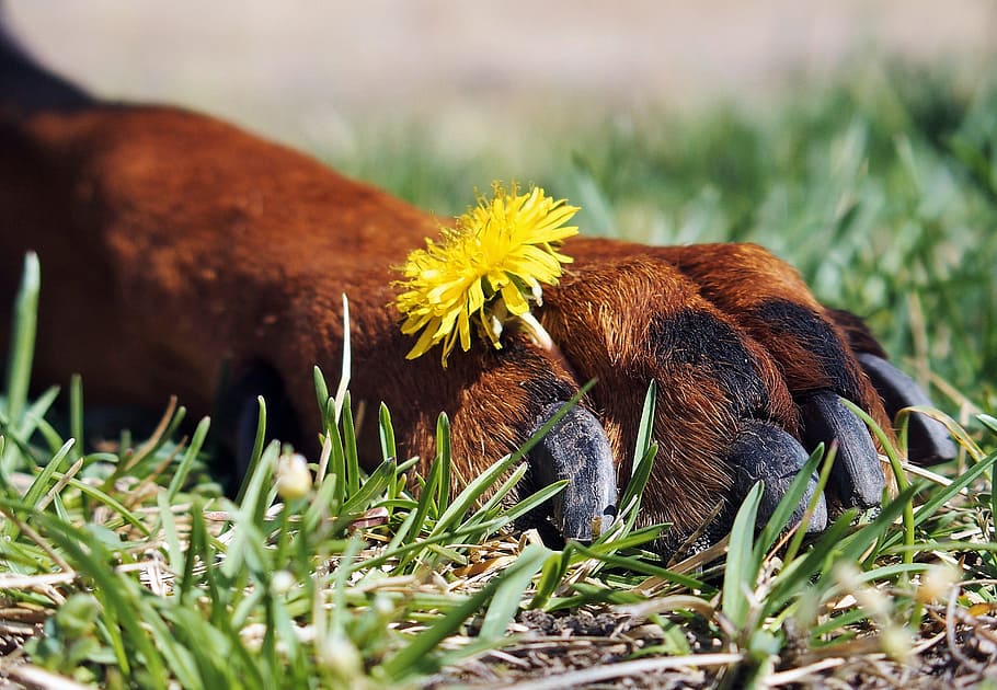 doberman, paw, claws, flower, animal, animal themes, animal wildlife, HD wallpaper