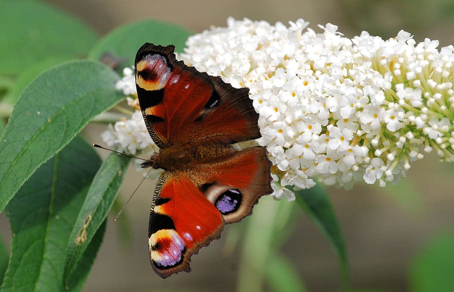 close-up photography of red and black butterfly getting nectar from white flowers HD wallpaper