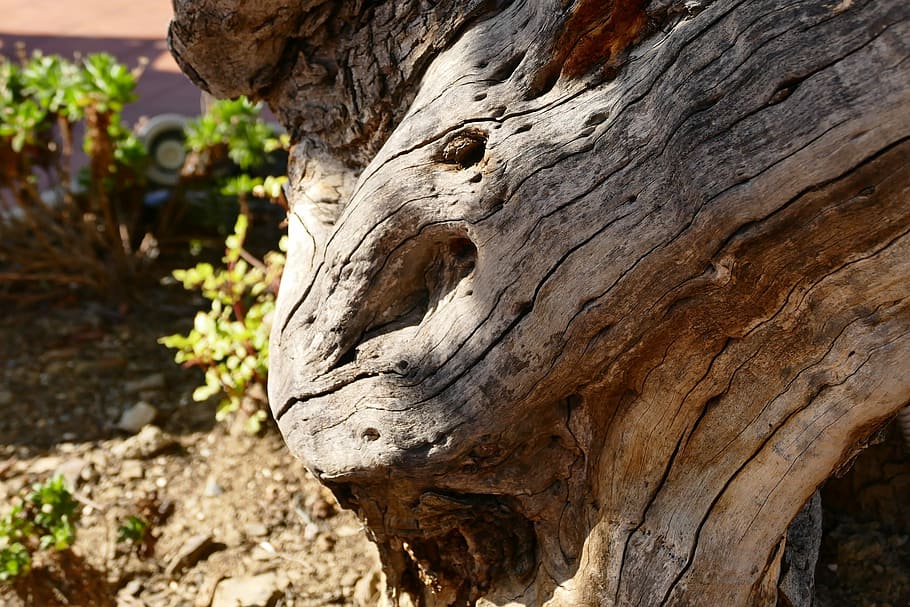 Wood, Old, Olive Tree, Log, old tree, gnarled, no people, animals in the wild HD wallpaper