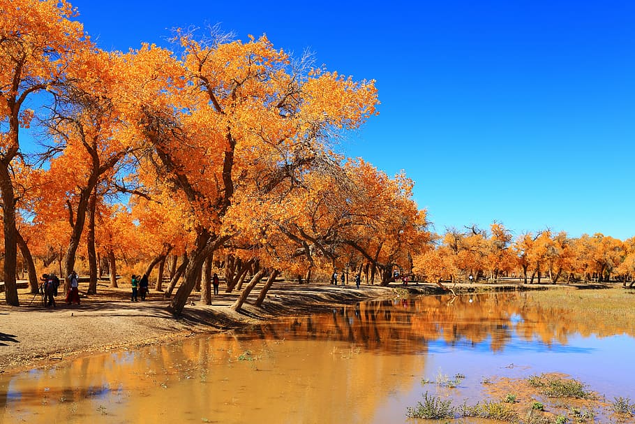autumn, tree, nature, landscape, wood, populus, ejin, water HD wallpaper