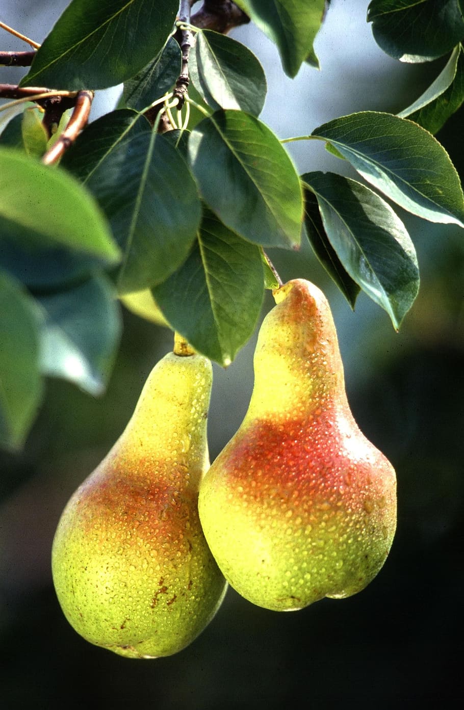 selective focus photography of two green pears, fruits, red HD wallpaper