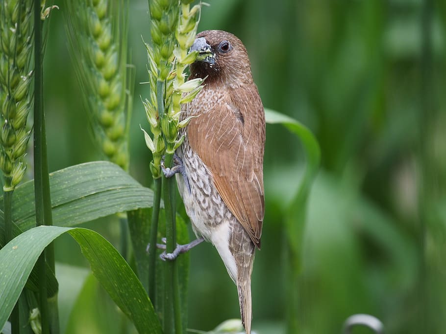 scaly-breasted munia, taipei, botanical garden, animal wildlife, HD wallpaper