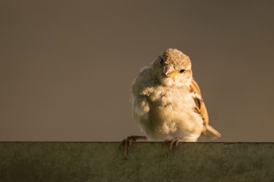 beige bird, sparrow, cute, nature, animal, feather, wing, beautiful HD wallpaper