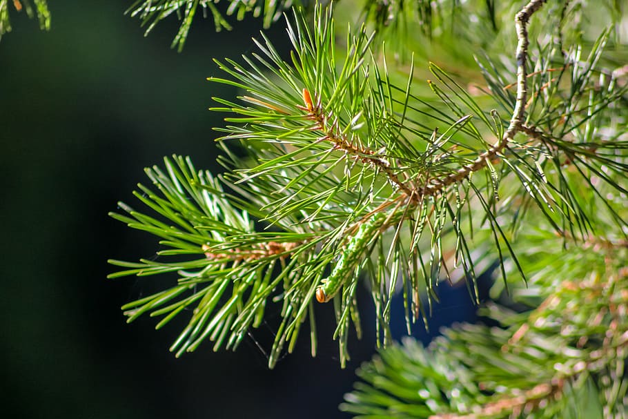 needles, forest, background, pine, summer, closeup, macro, scratchy HD wallpaper