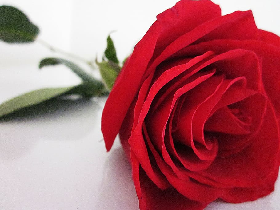 rose, red, flower, love, romance, nature, valentine, floral HD wallpaper