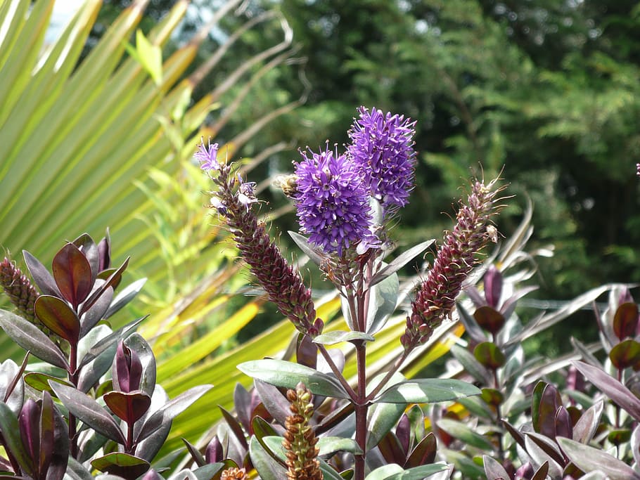 Flower, Bloom, Purple, Violet, Color, blossom, plant, stalk HD wallpaper