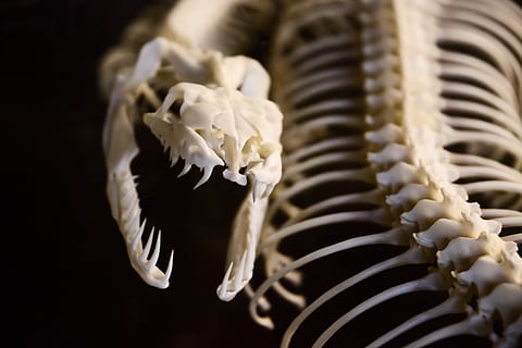 HD wallpaper: photo of snake skeleton, anatomy, animal, bone, bones, danger  | Wallpaper Flare