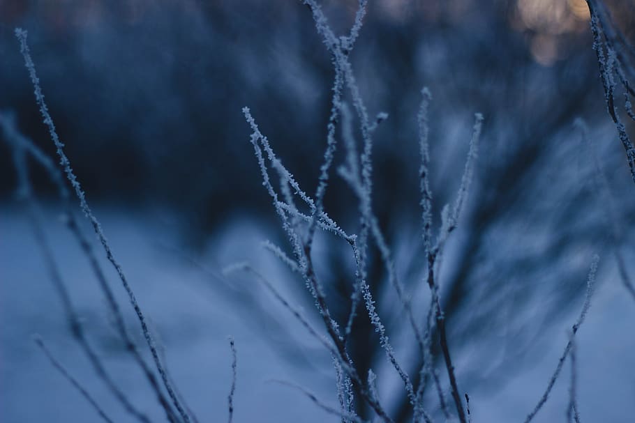 trees, branches, winter, cold, snow, nature, cold temperature HD wallpaper