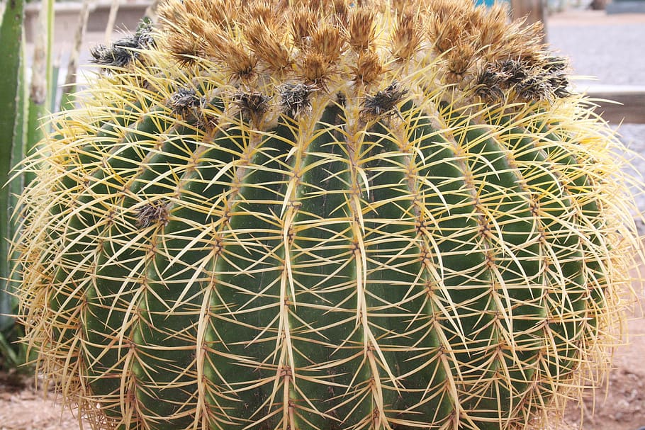cactus, spur, pointed, plant, succulent plant, thorn, barrel cactus HD wallpaper