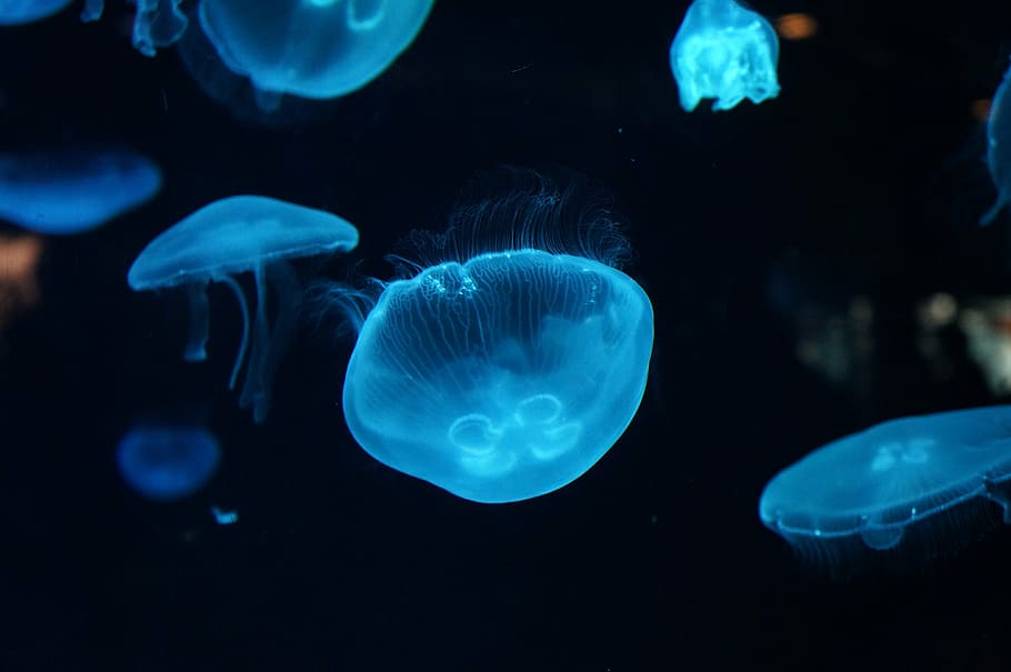 photo of jellyfish, aquarium, sea, underwater, animal, nature, HD wallpaper