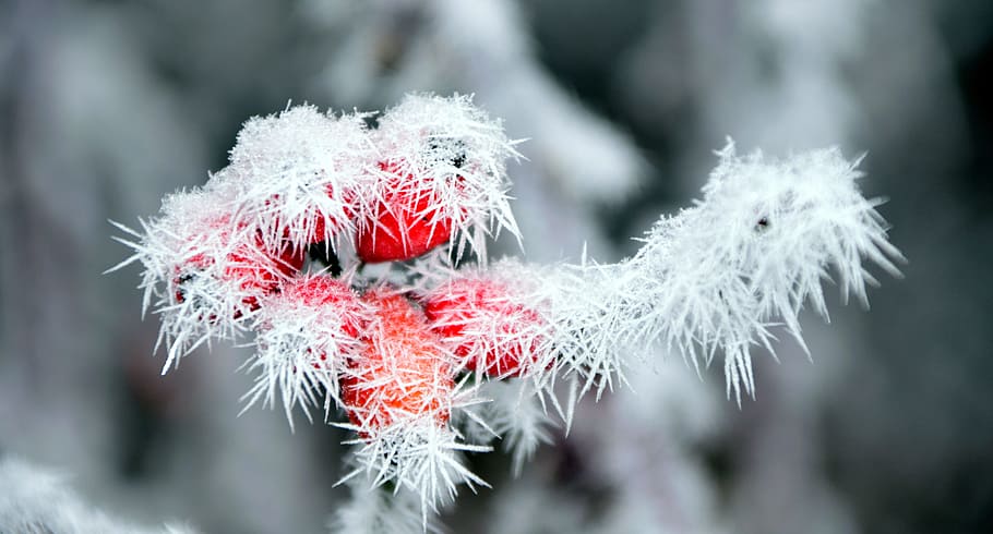 close up photo of red and white plant, rose hip, frost, winter, HD wallpaper