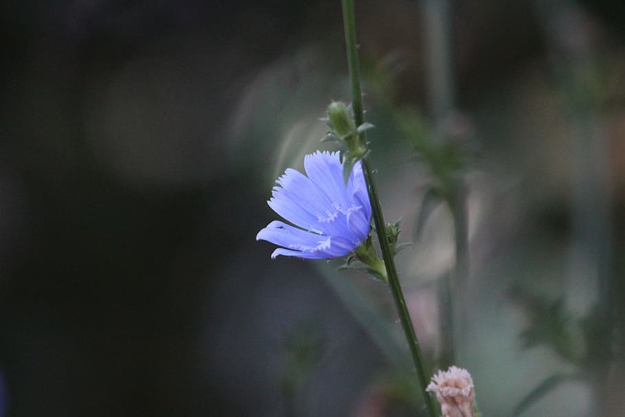 flower, blue, wild, bloom, blossom, coffee, nature, outdoors HD wallpaper