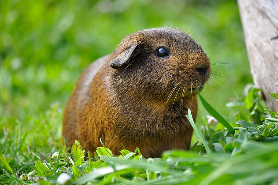 brown capybara on green grass, guinea pig, animal, rodent, smooth hair
