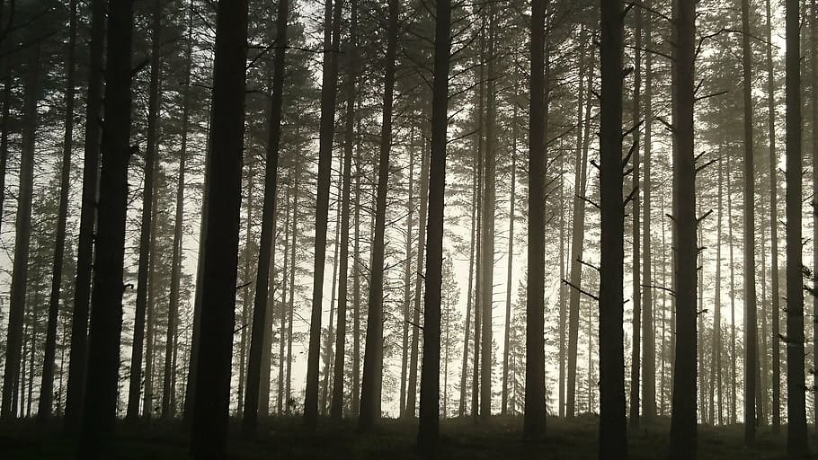 photo of brown trees during daytime surrounded by fog, pine HD wallpaper