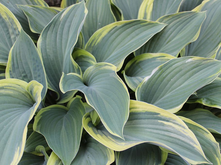 hosta, leaf, green, foliage, flower arranging, variegated leaves, HD wallpaper