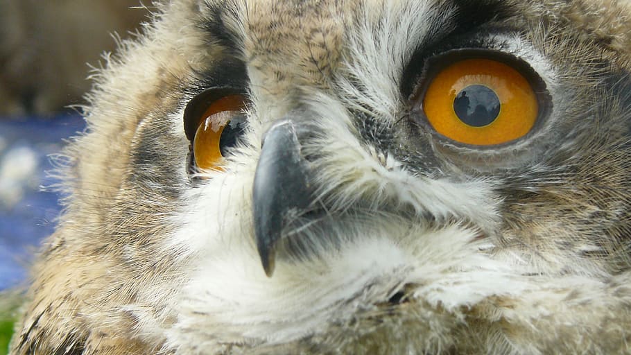 raptor, eagle, wild, beak, feather, portrait, head, bird, nature HD wallpaper