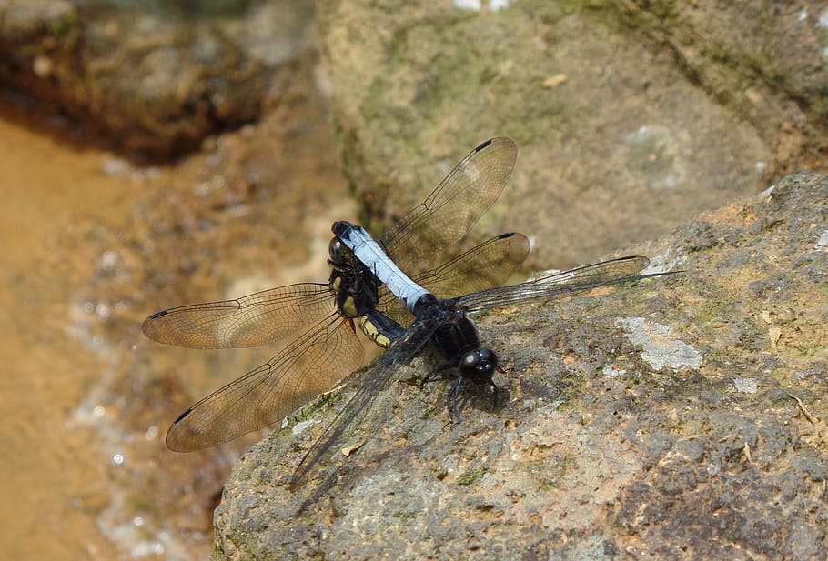 pet, quentin chong, dragonfly, mating, animal themes, invertebrate HD wallpaper